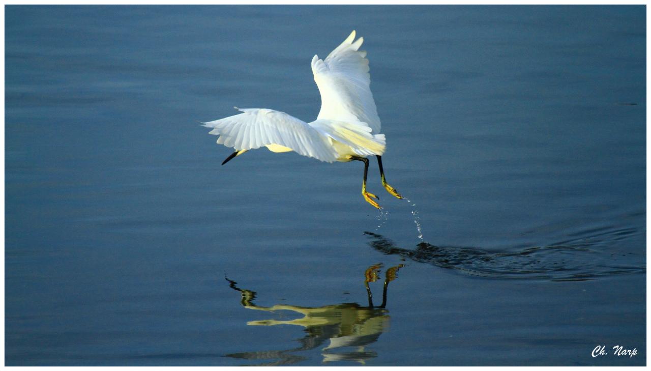 Aigrette garzette