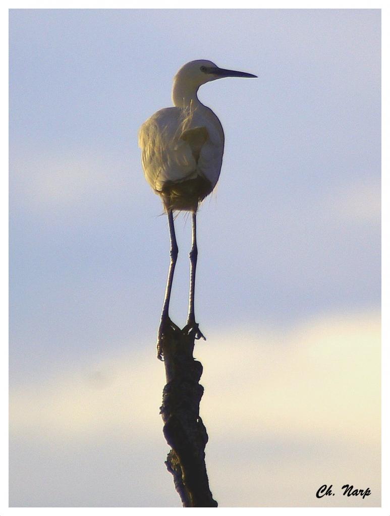 Aigrette garzette