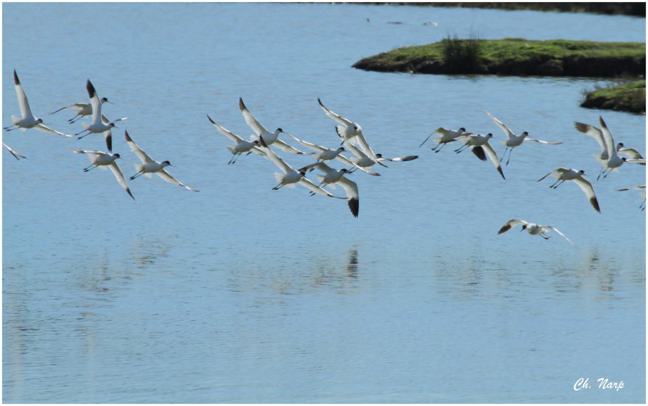 Avocette élégante