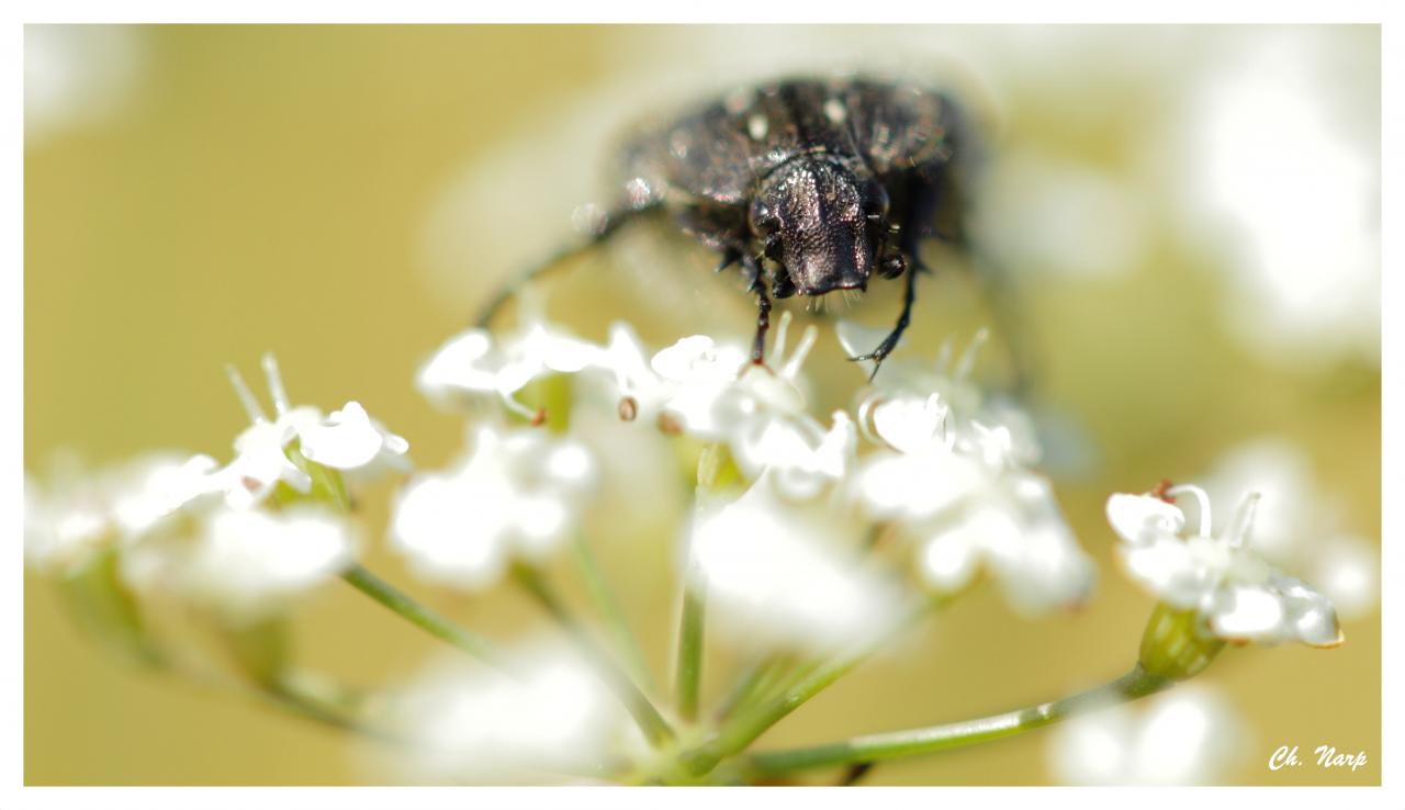 Insecte