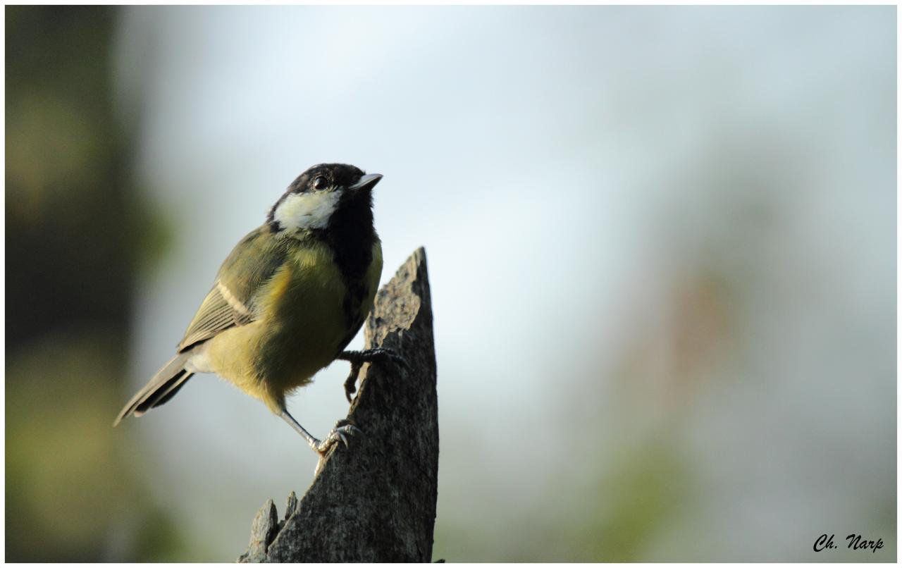 Mésange charbonnière
