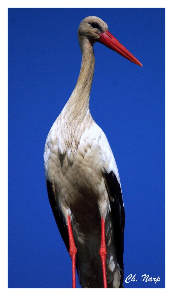 Cigogne blanche