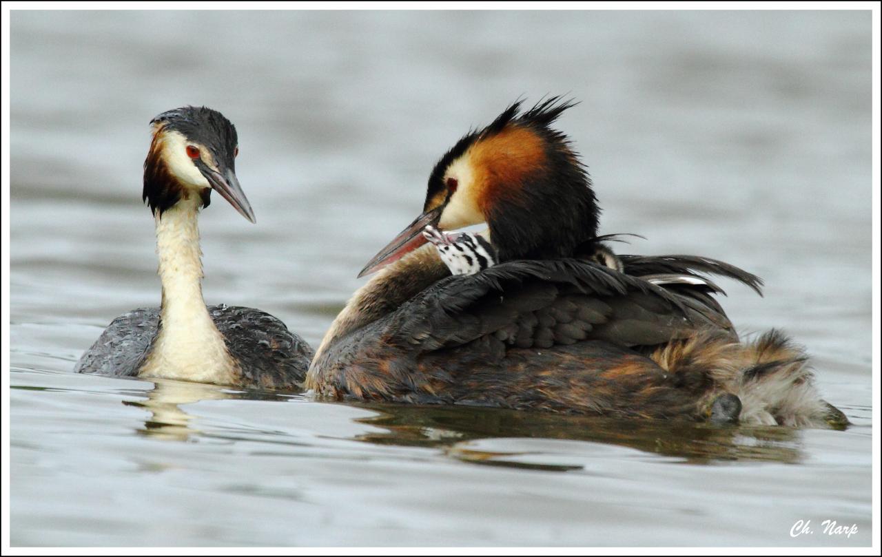 Couple grèbe huppé et 3 poussins