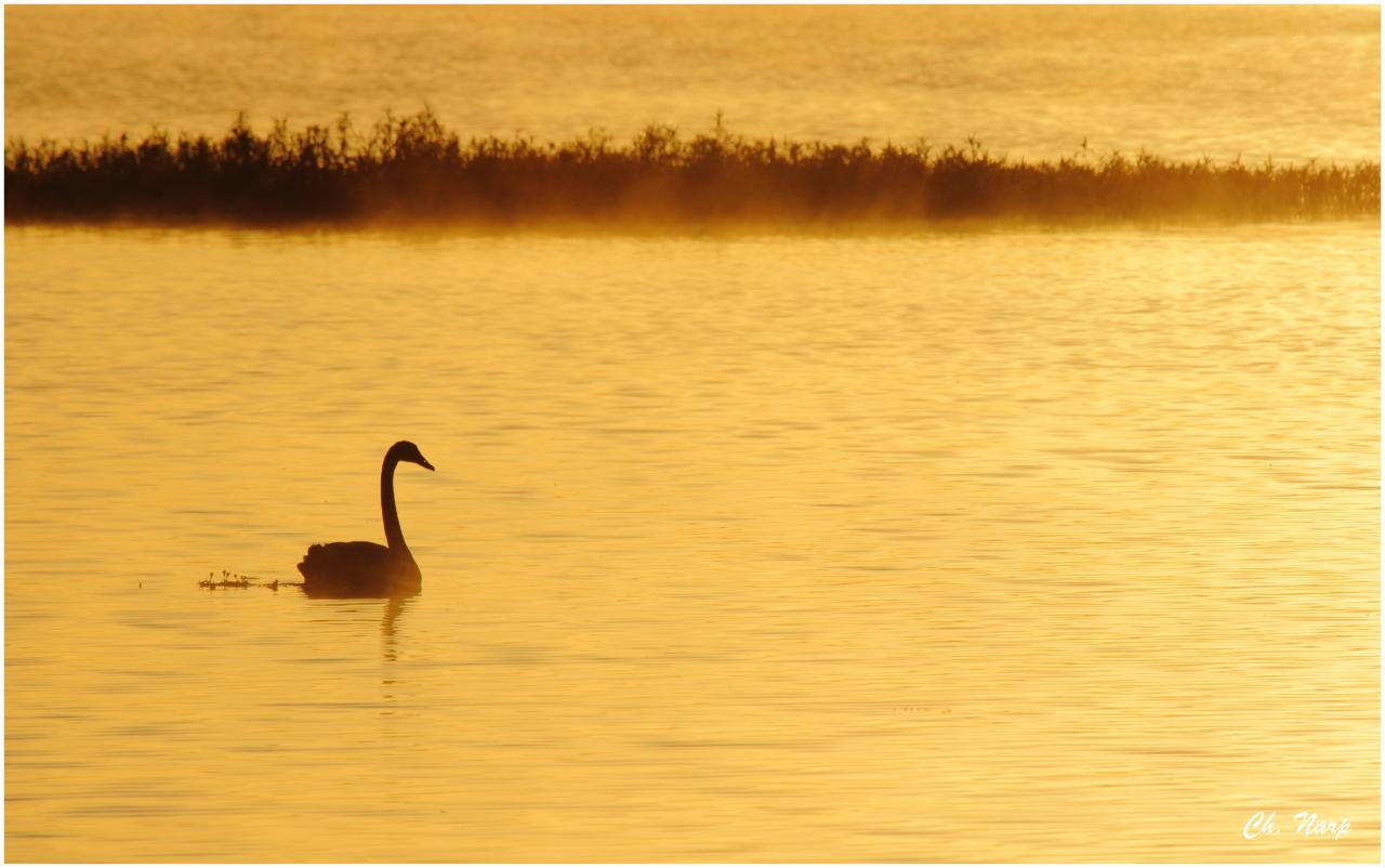 Cygne noir