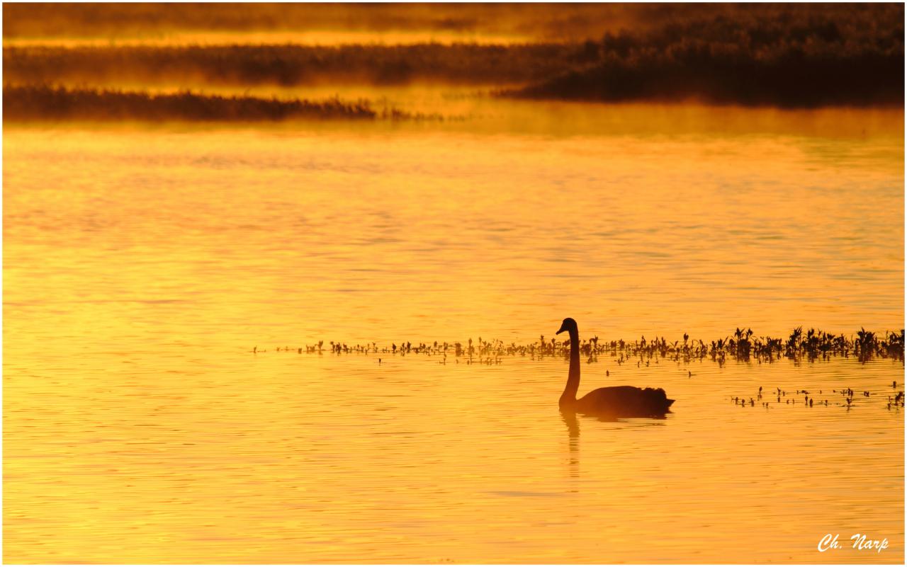 Cygne noir
