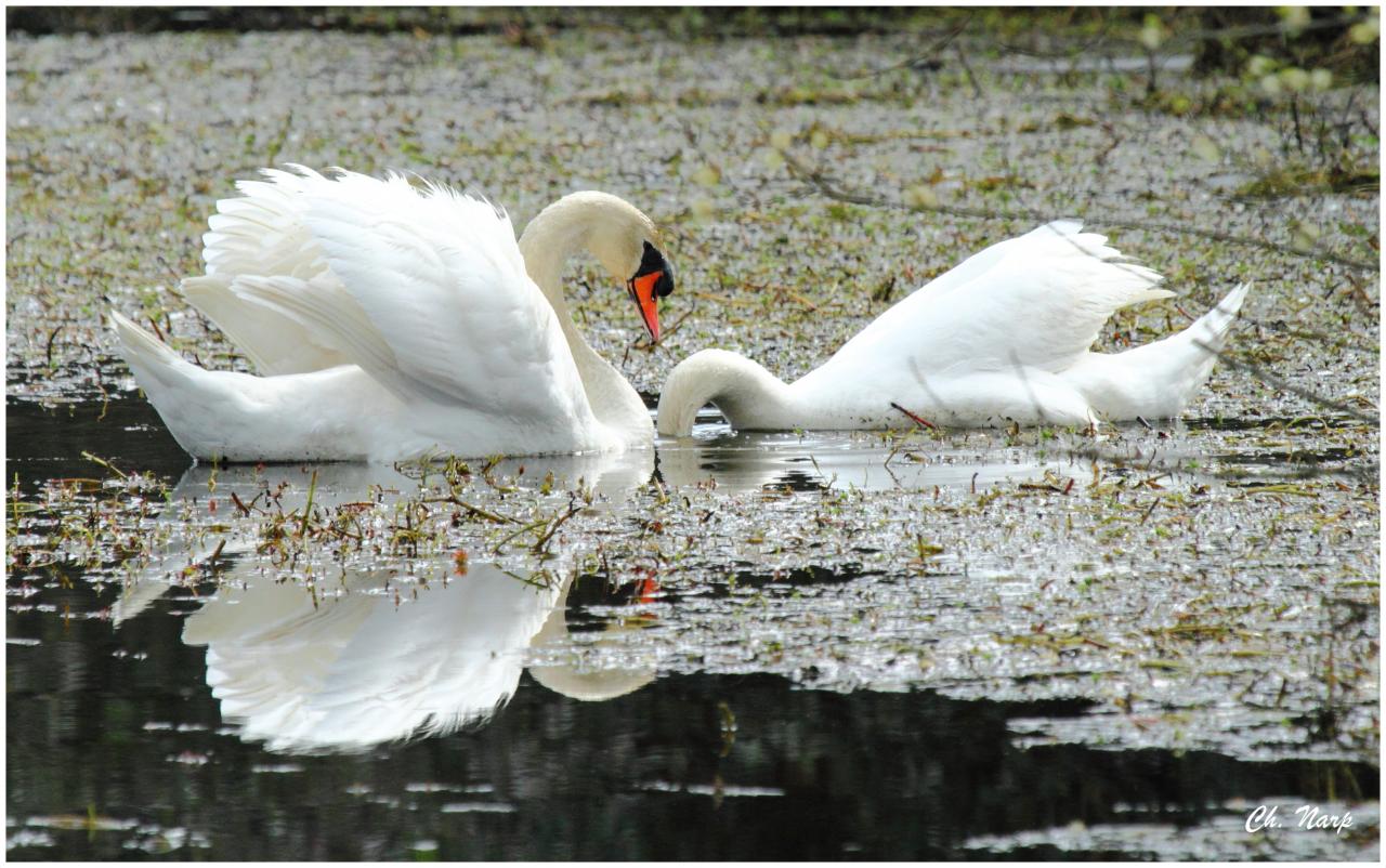 Cygne tuberculé