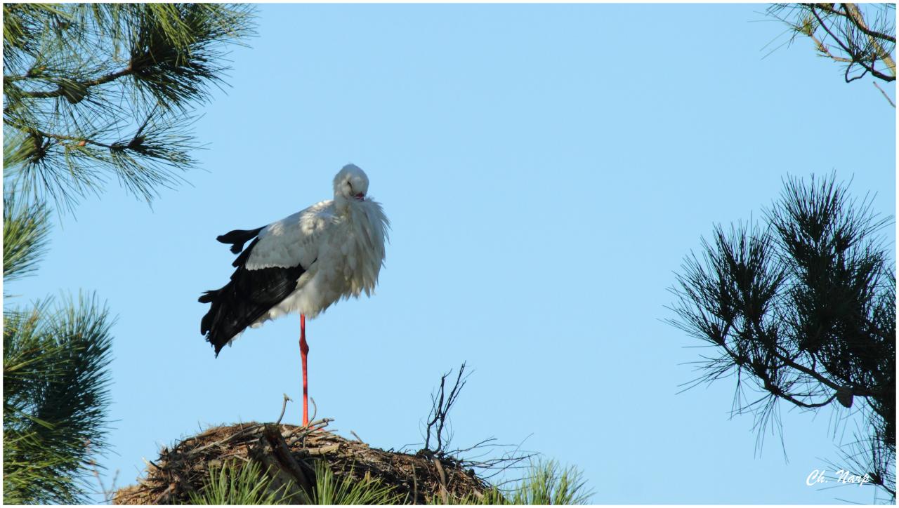 Cigogne blanche