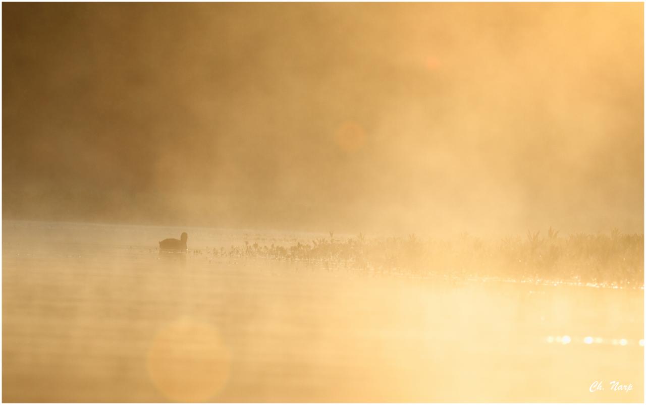 Foulque brouillard
