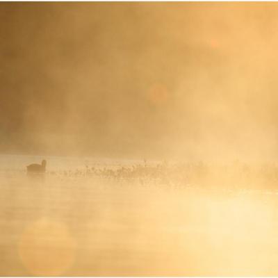 Foulque brouillard