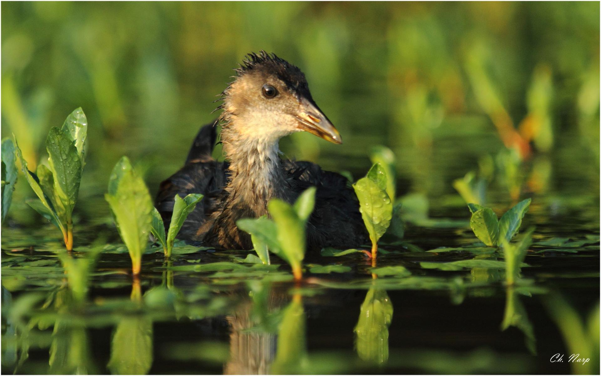 Poule d'eau juvénil