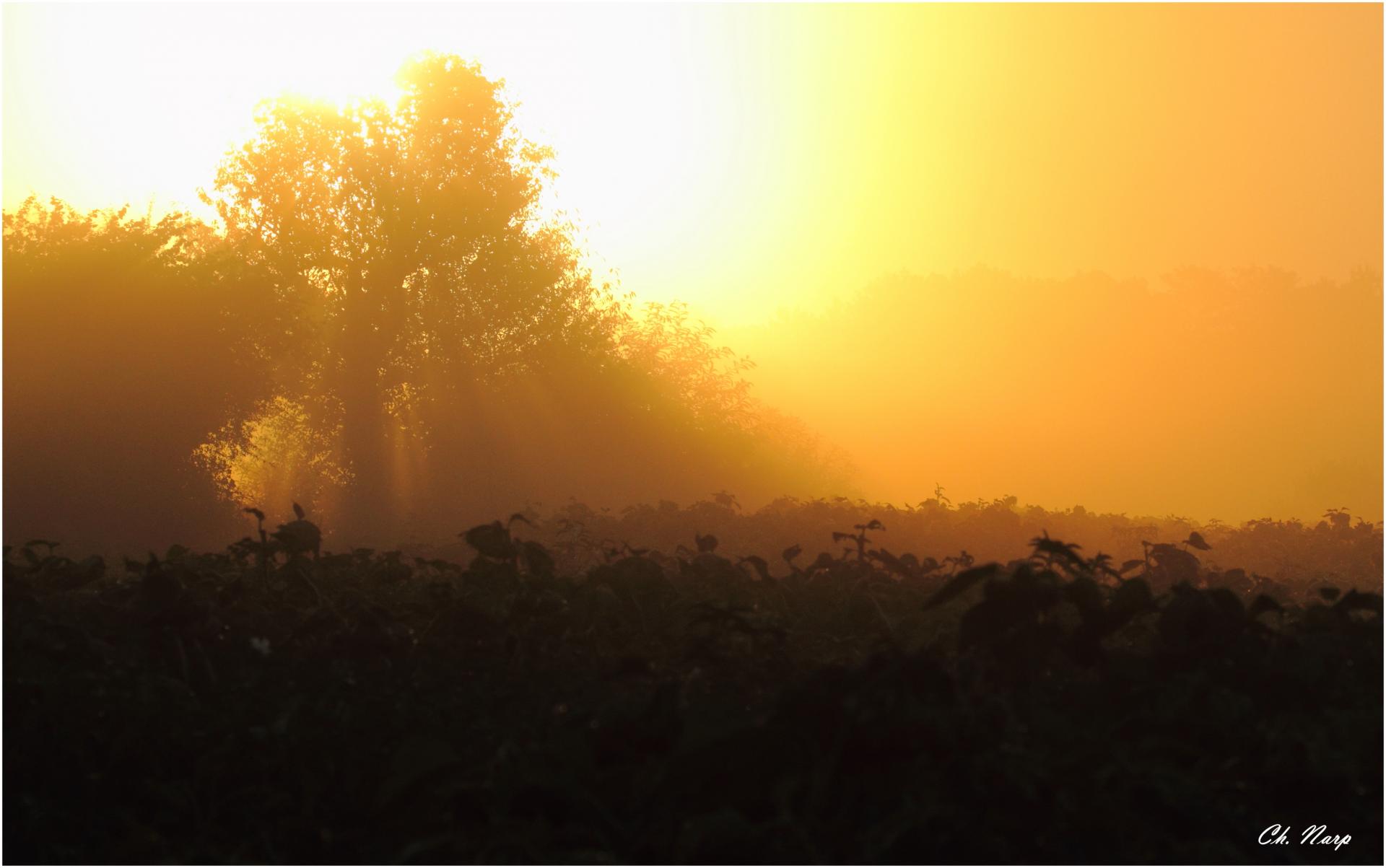 Lever tournesol