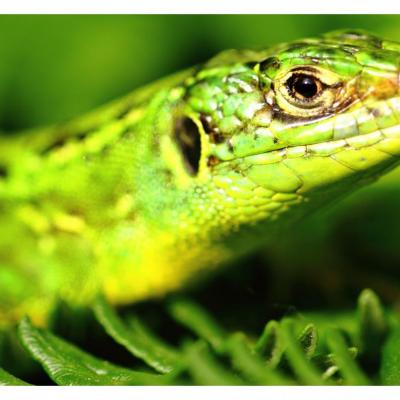Reptiles