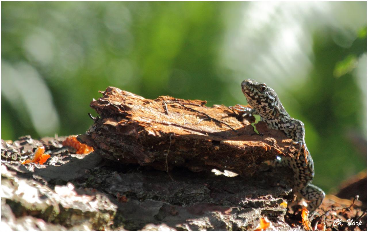 Lézard
