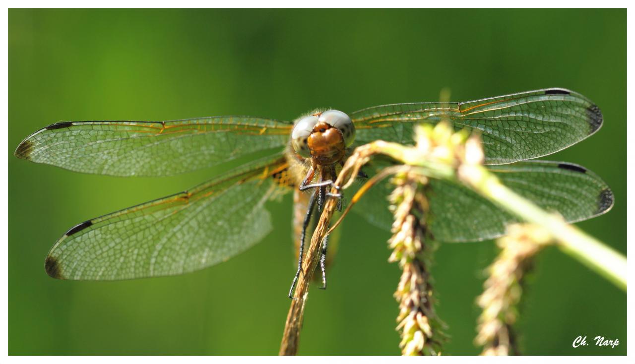 Libellule