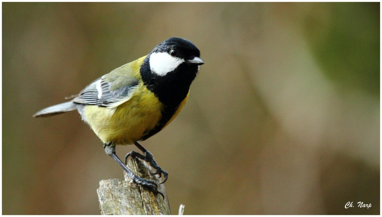 Mésange charbonnière