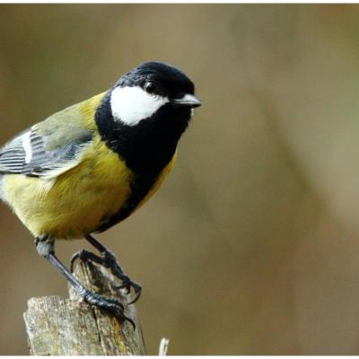 Mésange charbonnière