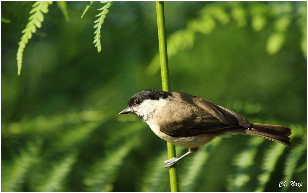 Mésange nonnette
