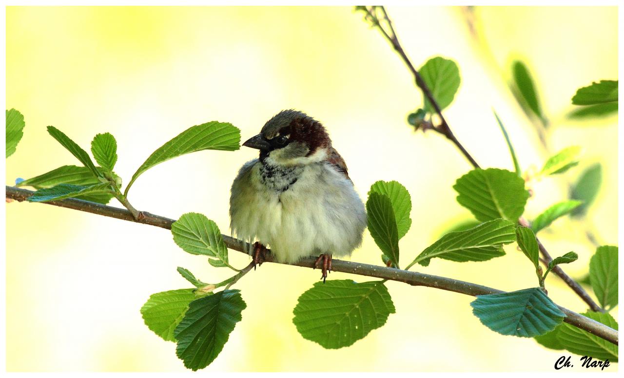 Moineau domestique