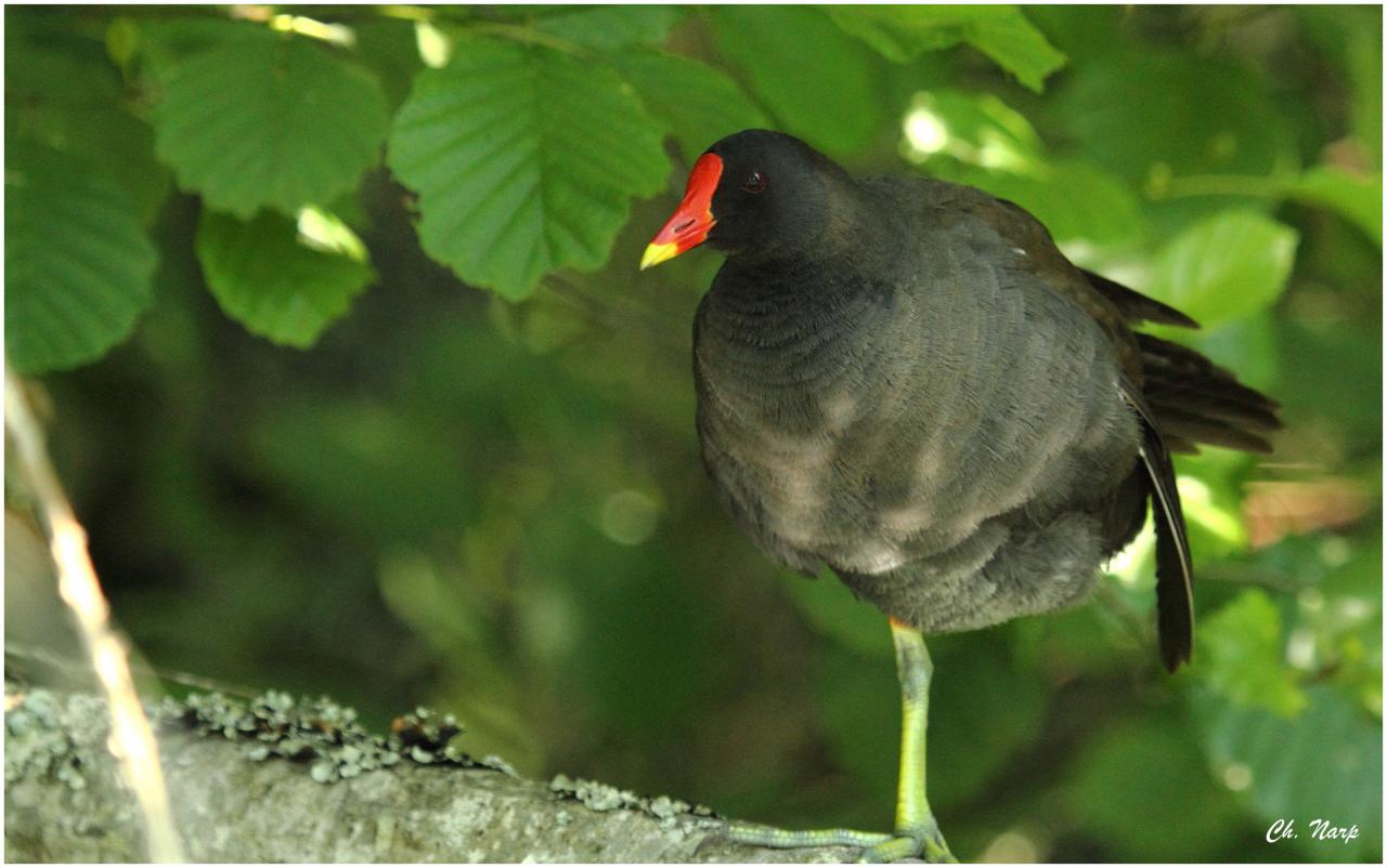 Poule d'eau
