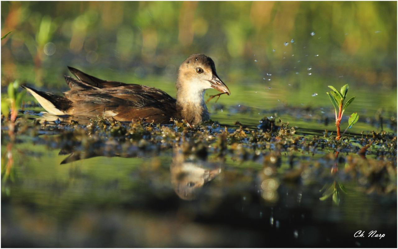 Poule d'eau juvénile