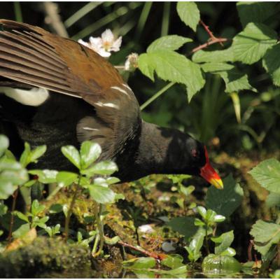 Poule d'eau