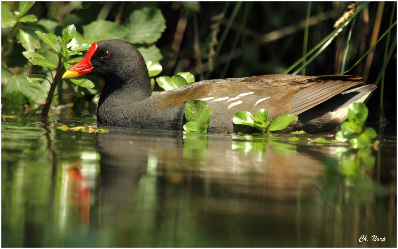 Poule d'eau