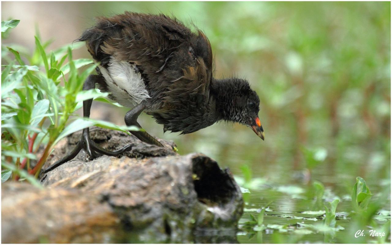 Poule d'eau juvénile