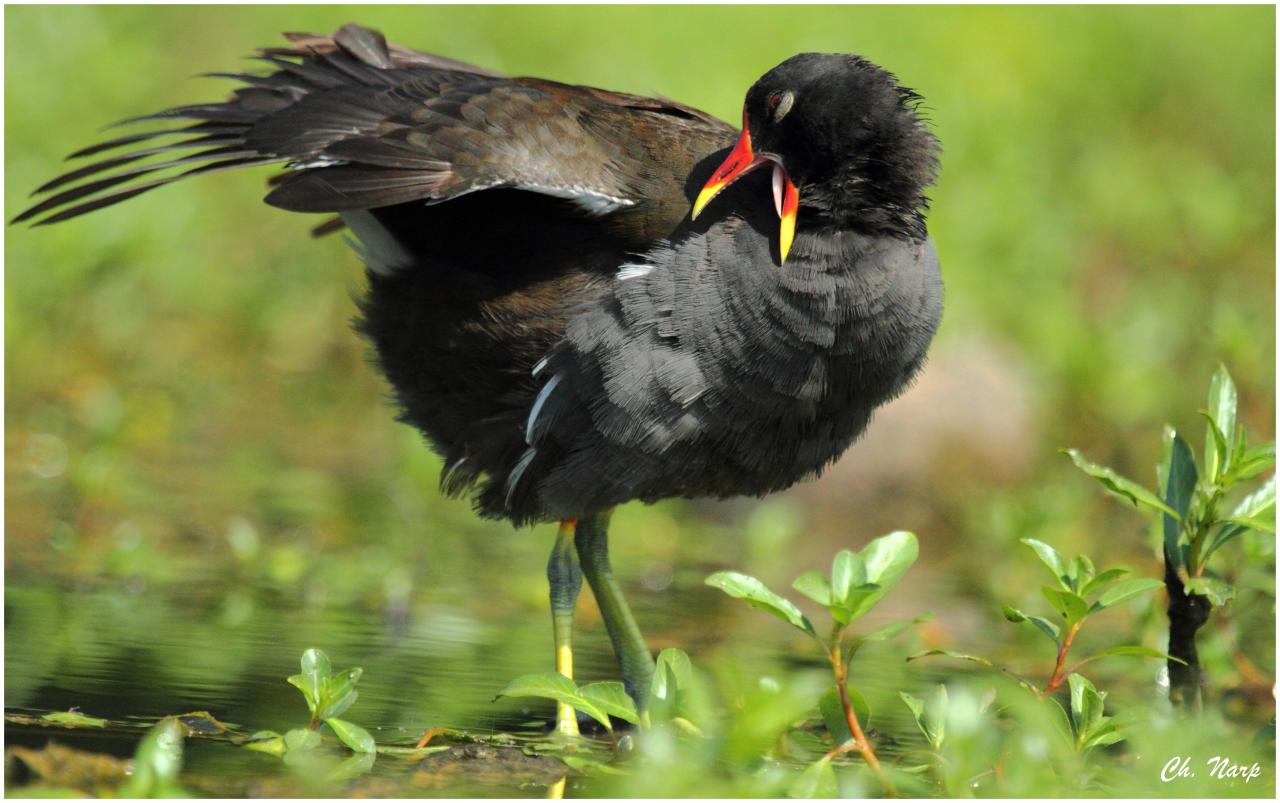 Poule d'eau