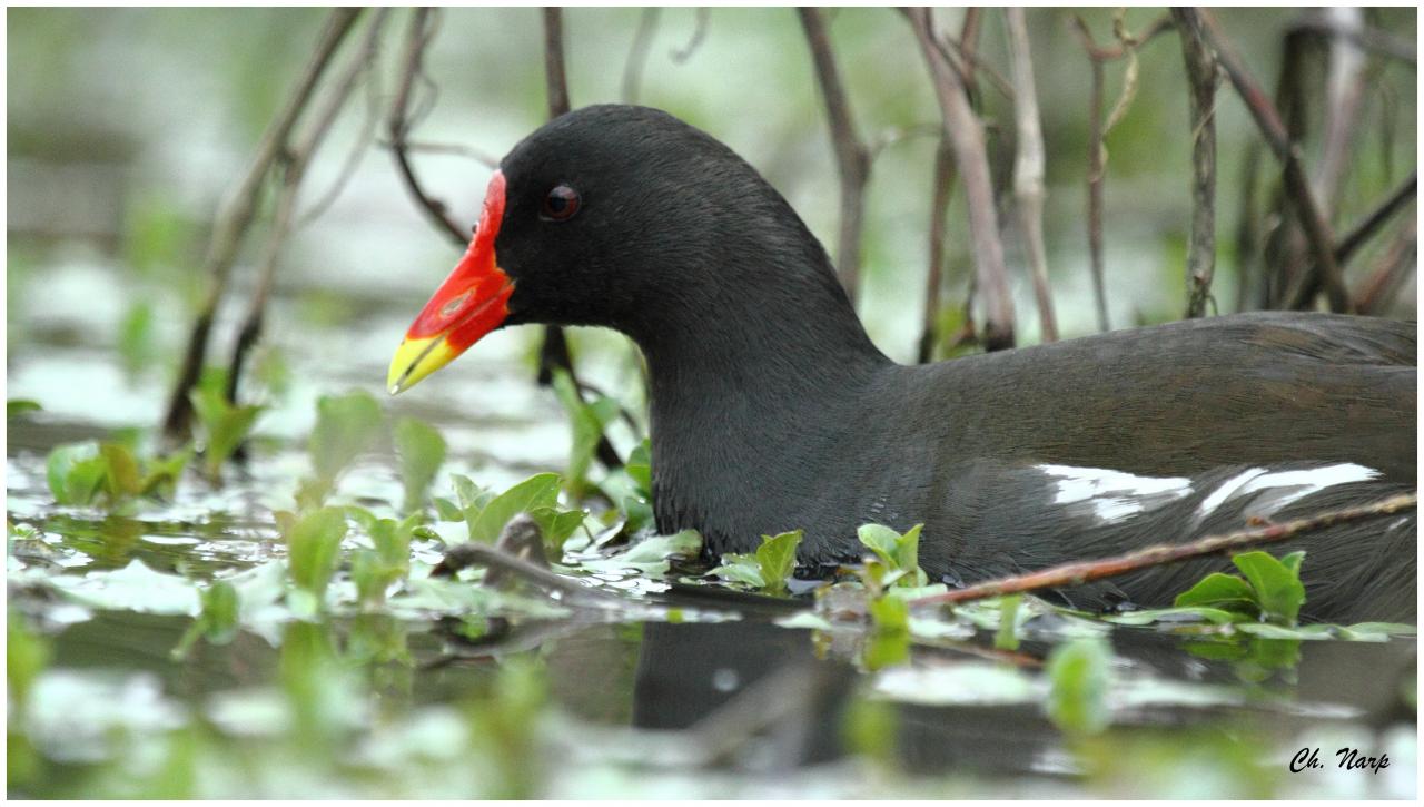 Poule d'eau