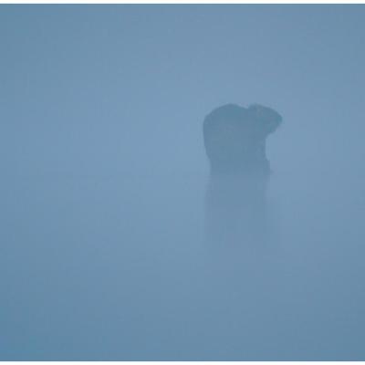 Ragondin dans le brouillard matinal