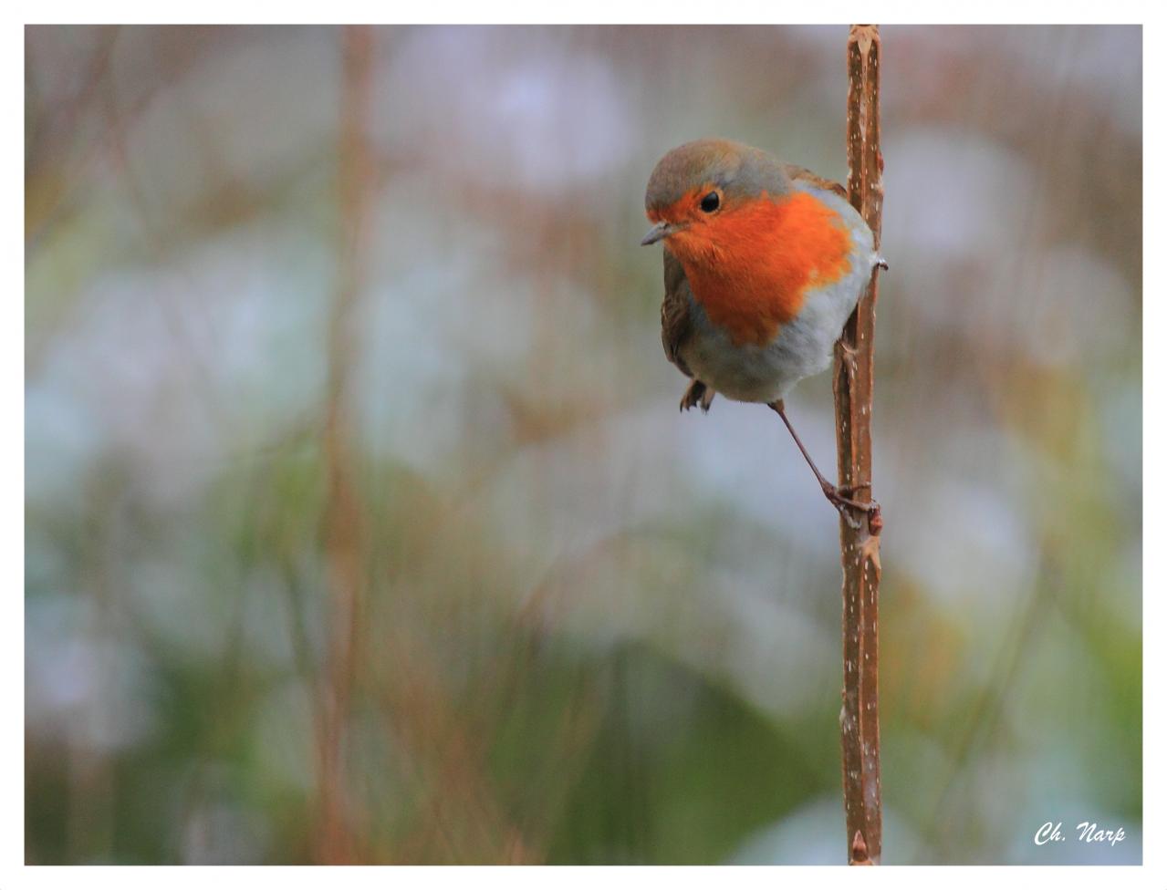 Rouge gorge