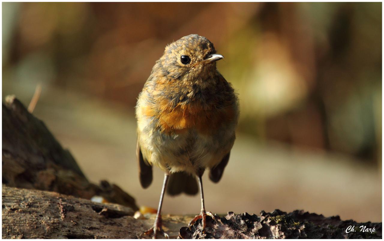 Rouge gorge juvénile