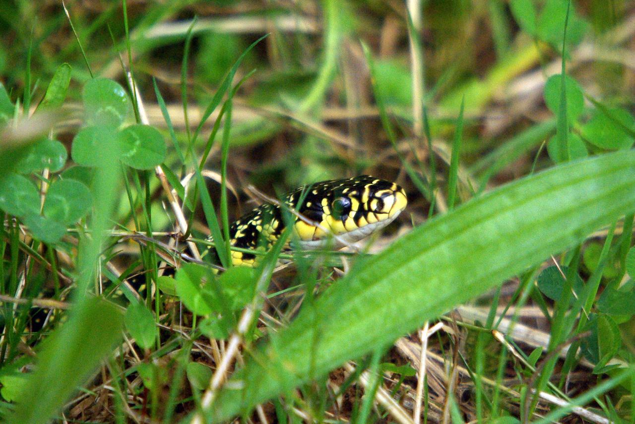 Couleuvre jaune et vert