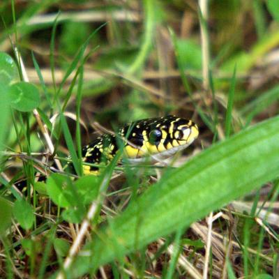 Couleuvre jaune et vert