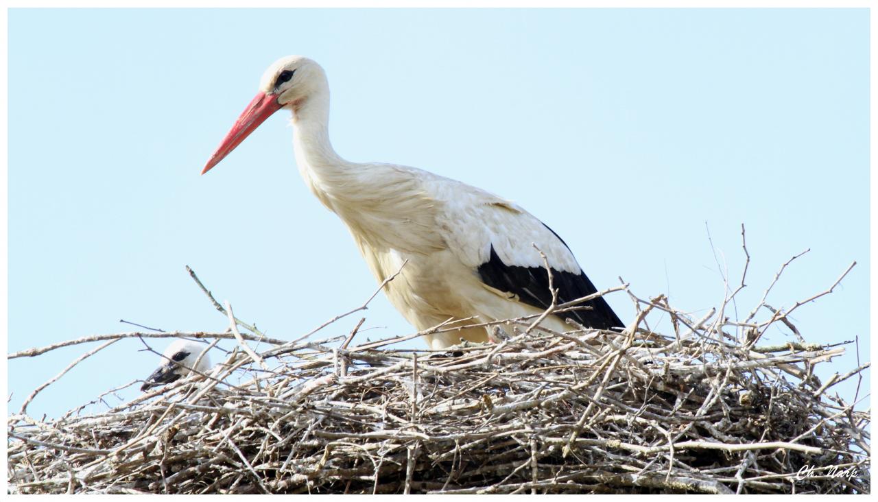 Cigogne blanche