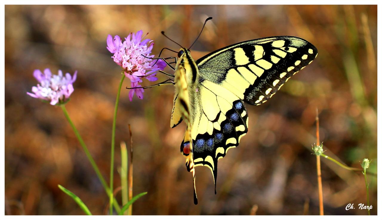 Le Machaon