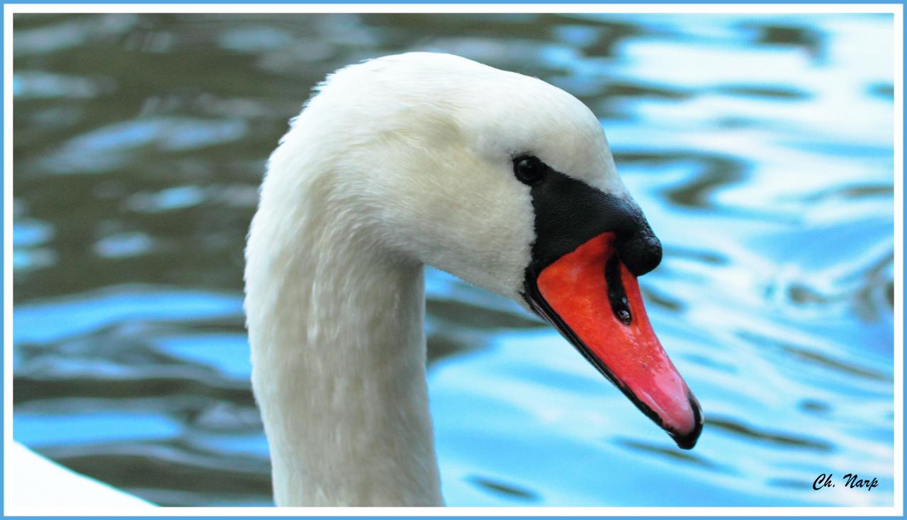 Cygne tuberculé