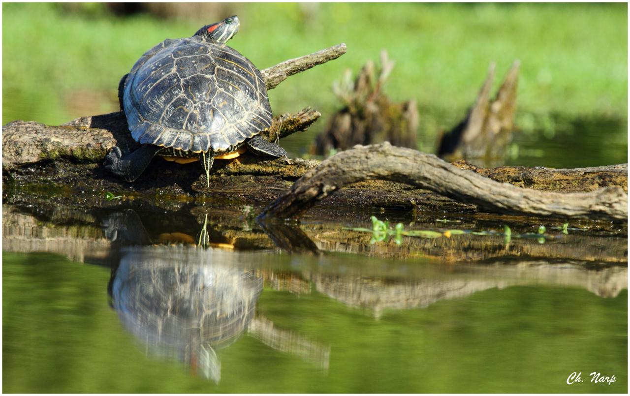 Tortue de Floride