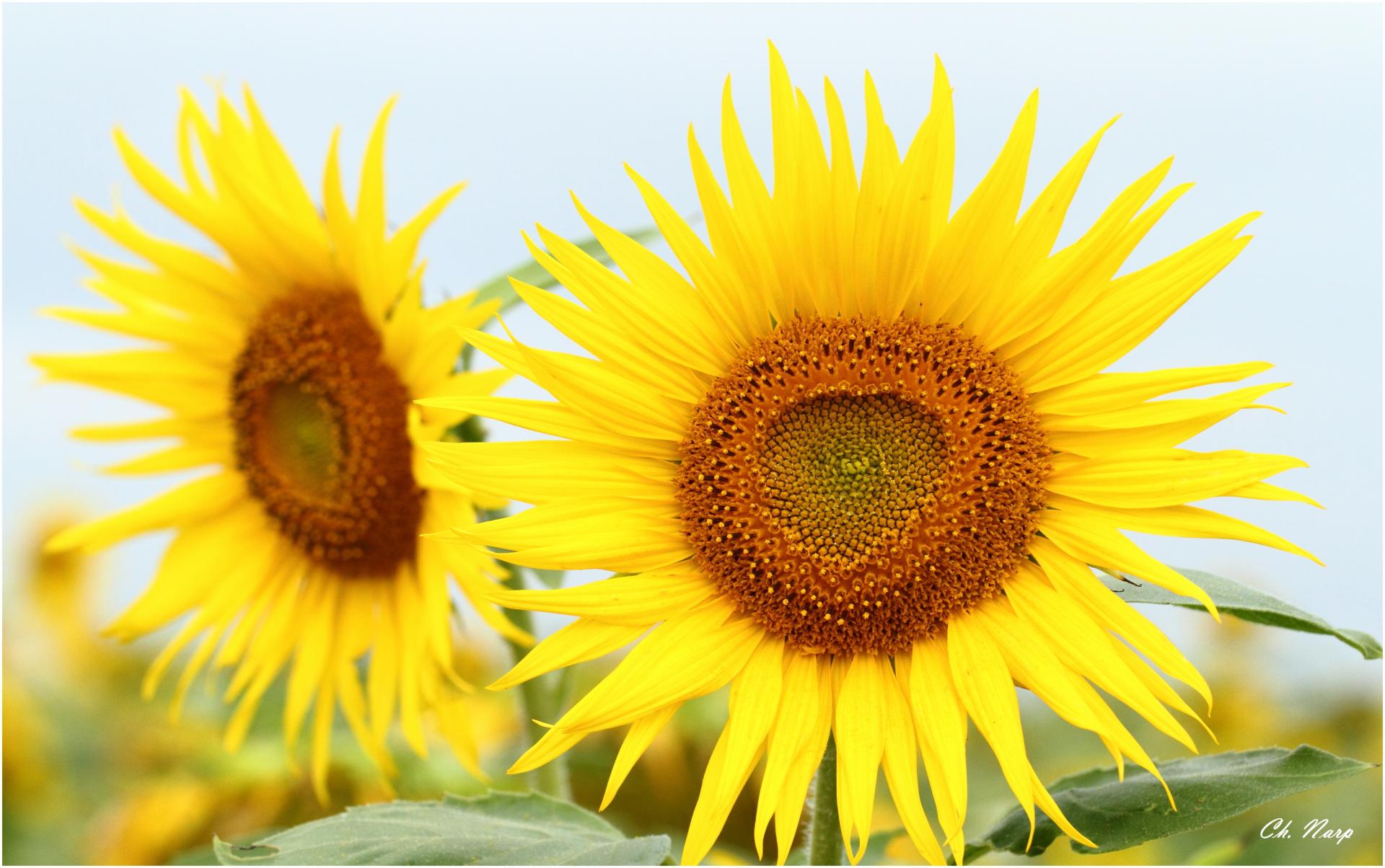 Tournesol