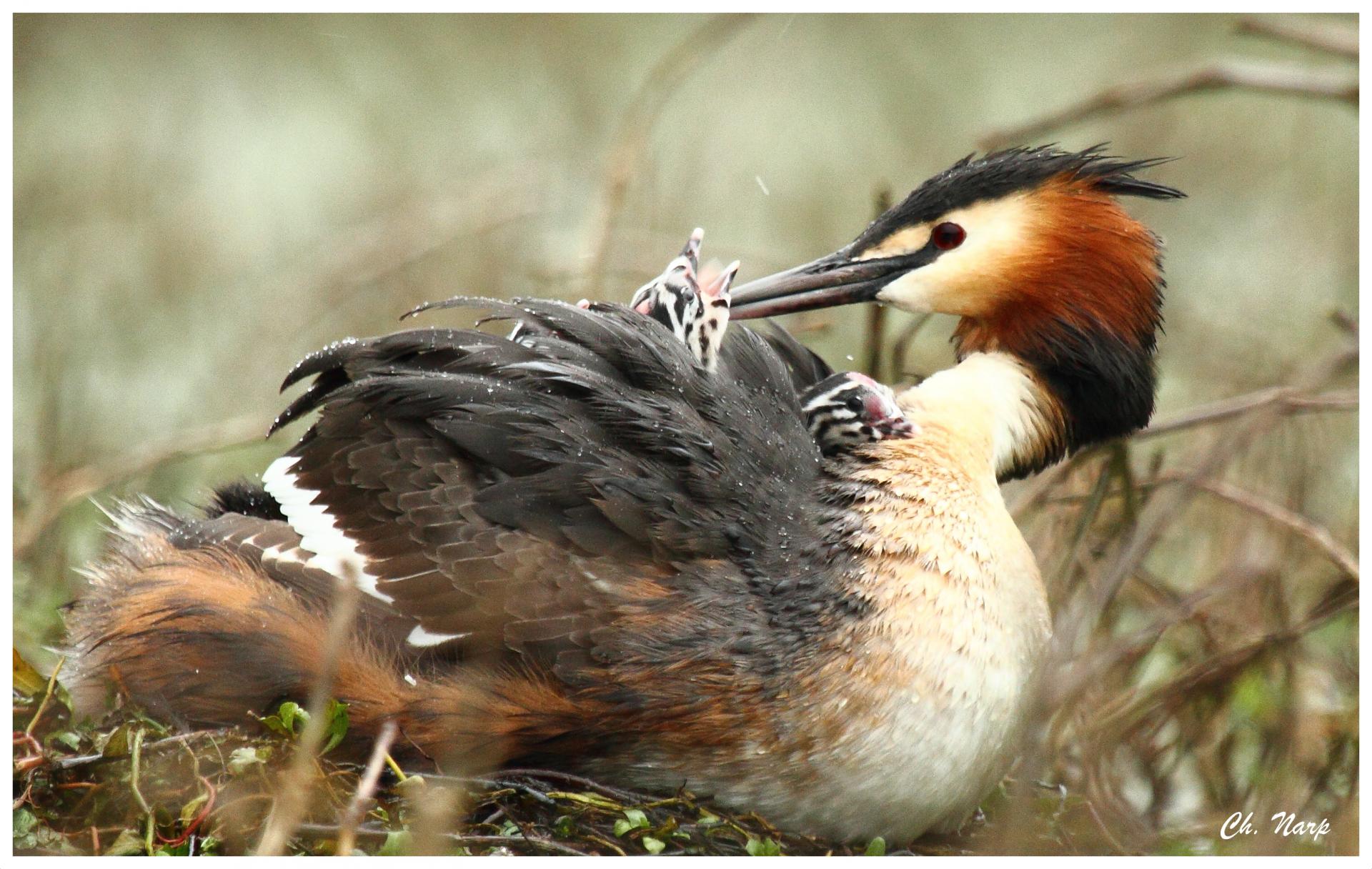 Grebe 1