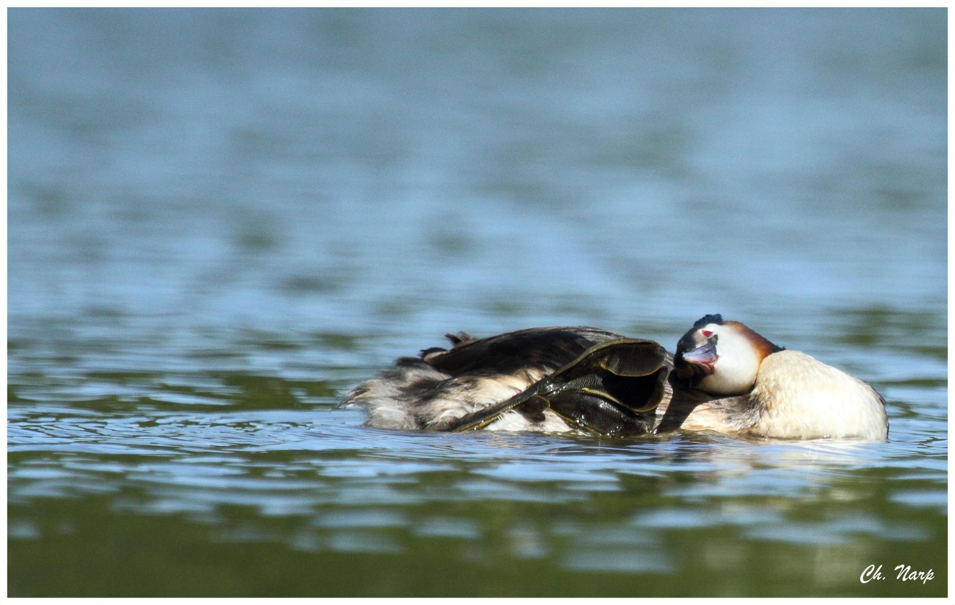 Grebe 1