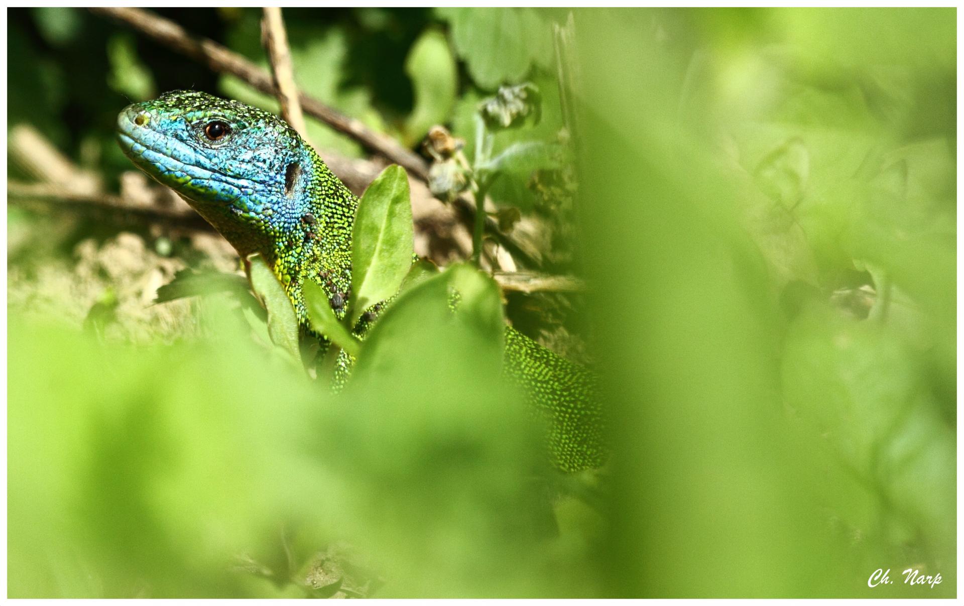 Lezard 1